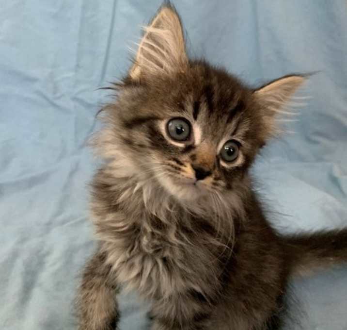 Photo of Pumpkin - Adopt Me With My Best Friend Playmate