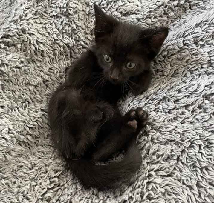 Photo of October Black Bombay-Look - Adopt As Pair