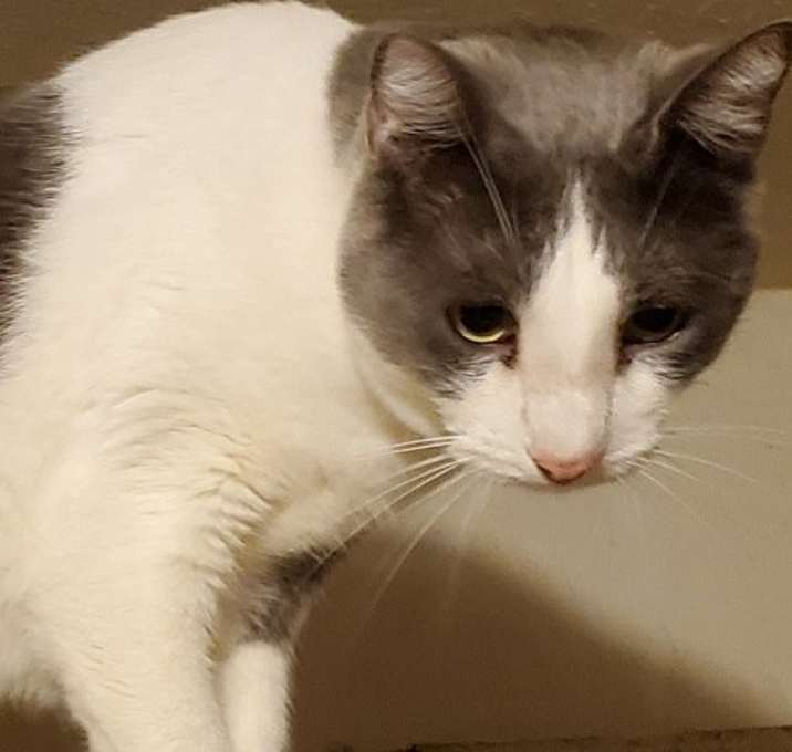 Photo of A- Donny -I am a Talker! Mom is A Siamese!