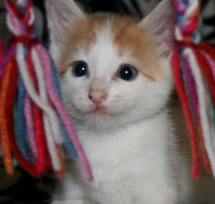 Photo of Oliver _ Adopt Me With Pebble
