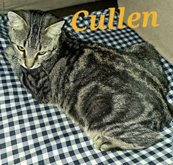 Photo of Cullen