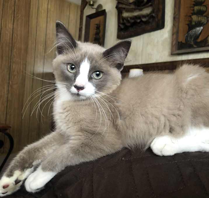Photo of *Mishka*