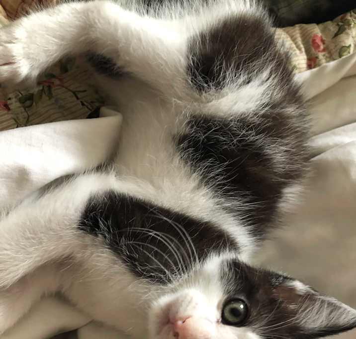 Photo of *Domino*
