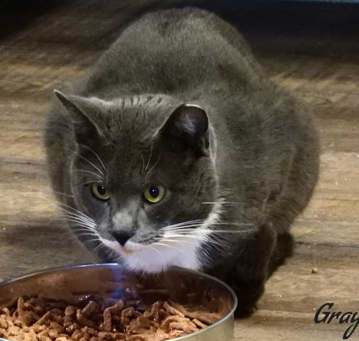 Photo of Graystone