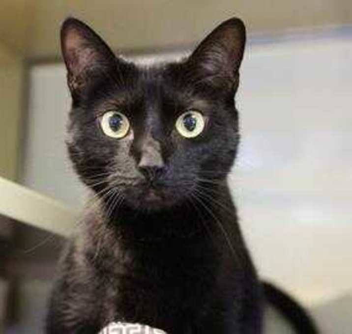 Photo of Onyx