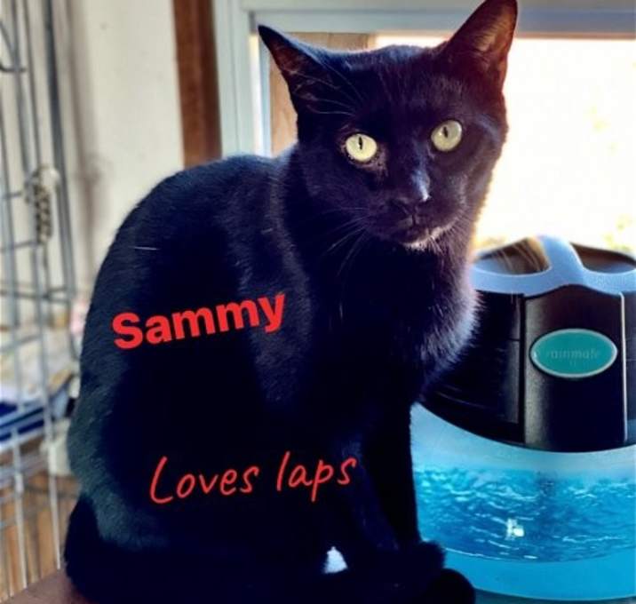 Photo of Sammy