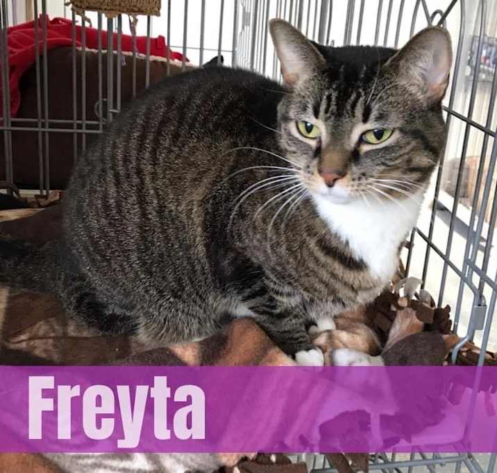 Photo of Freyta