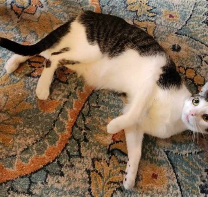 Photo of Dandy