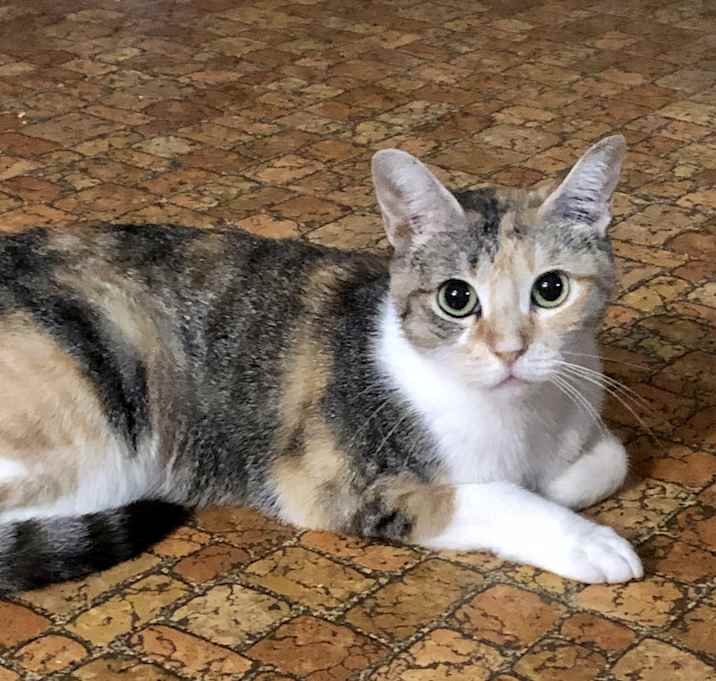 Photo of Circe
