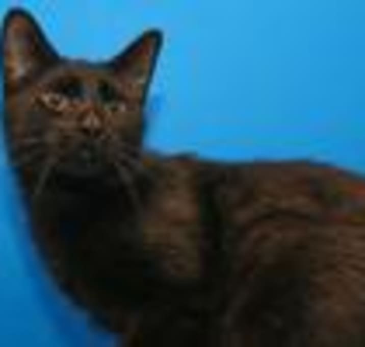 Photo of Suki