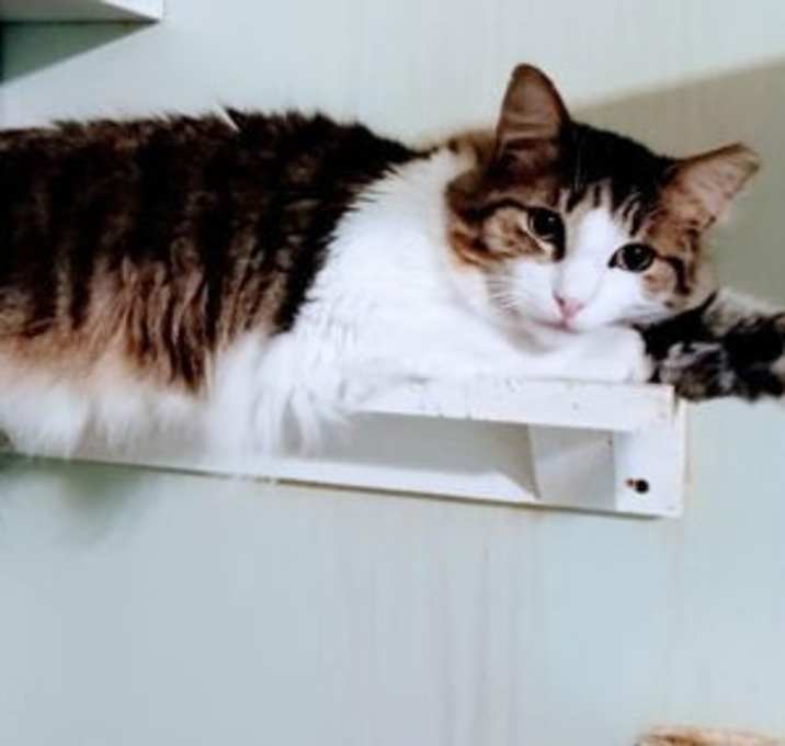 Photo of Dexter