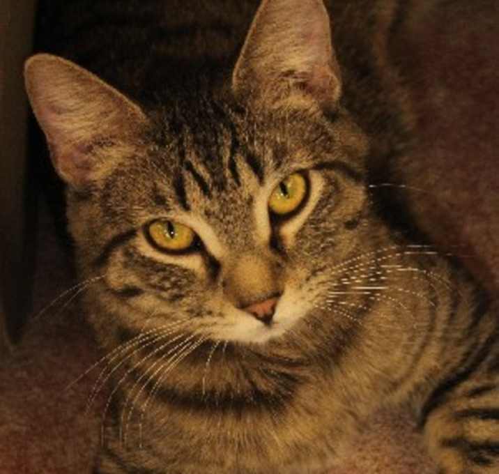 Photo of Zonia