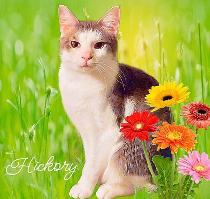 Photo of Hickory