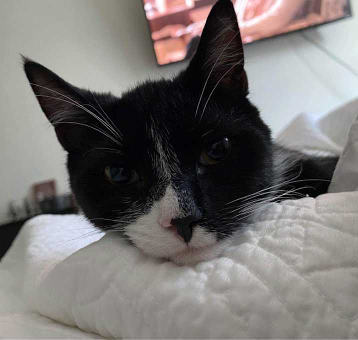 Photo of Gomez