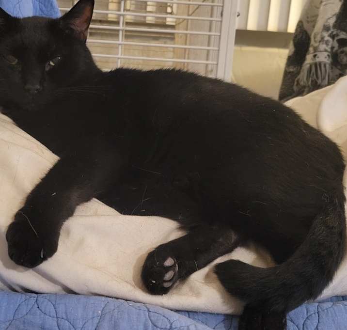Photo of Dexter