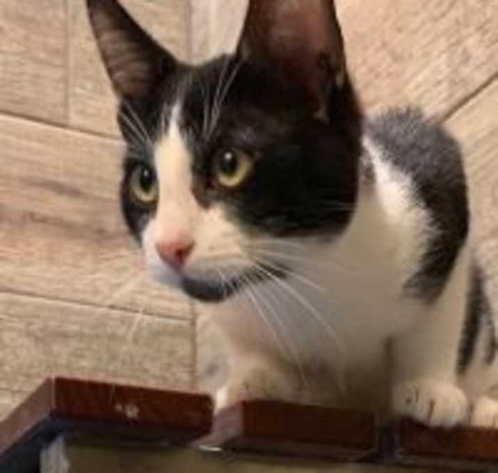 Photo of Neville