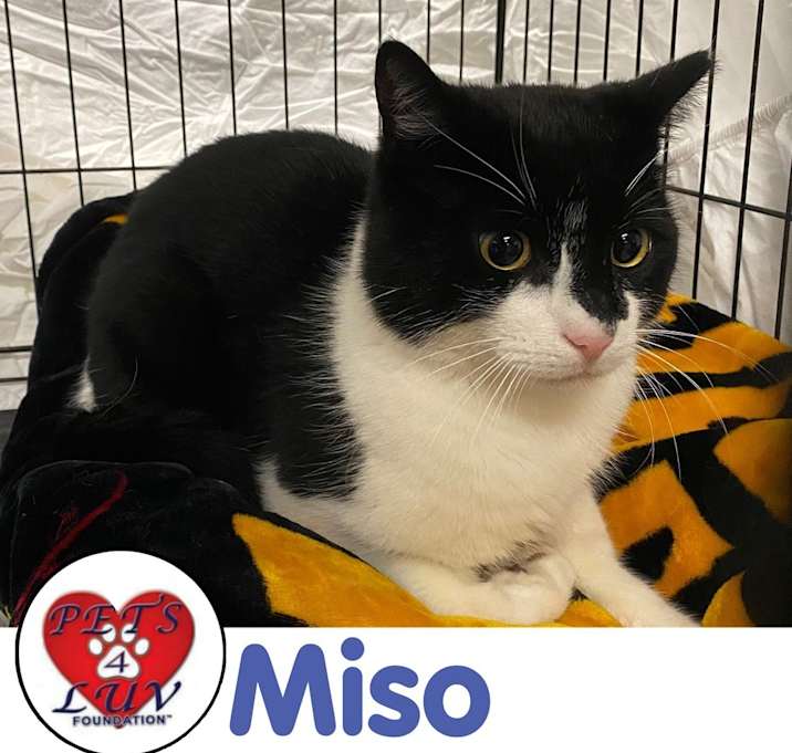 Photo of Miso