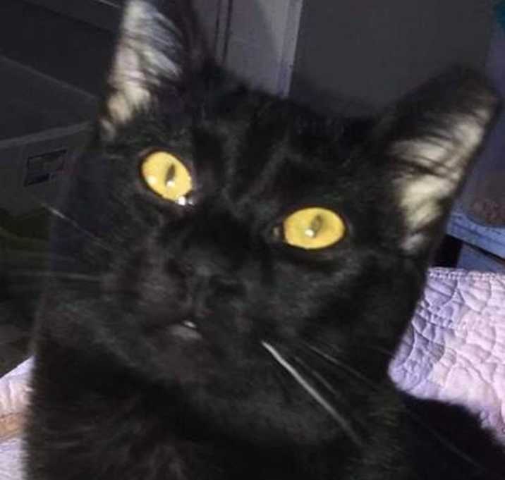 Photo of Cola