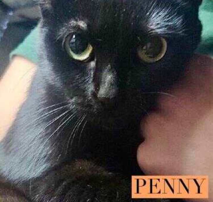 Photo of Penny