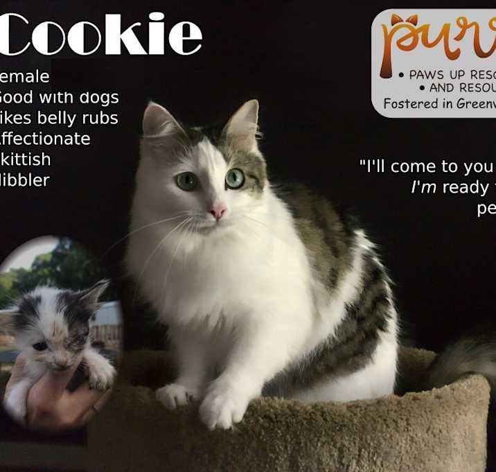Photo of Cookie L.