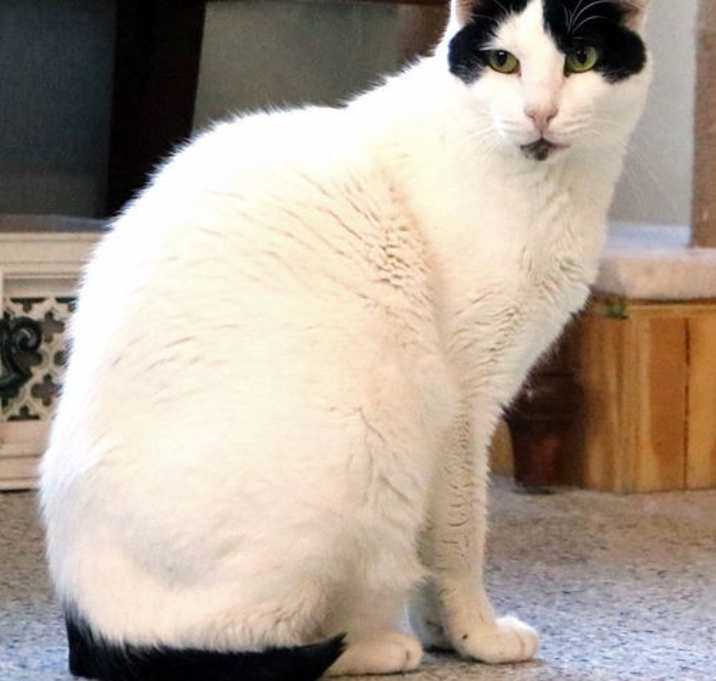 Photo of Bosik