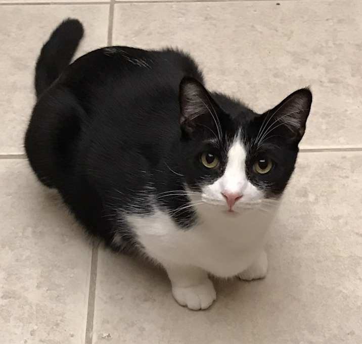 Photo of Sylvester