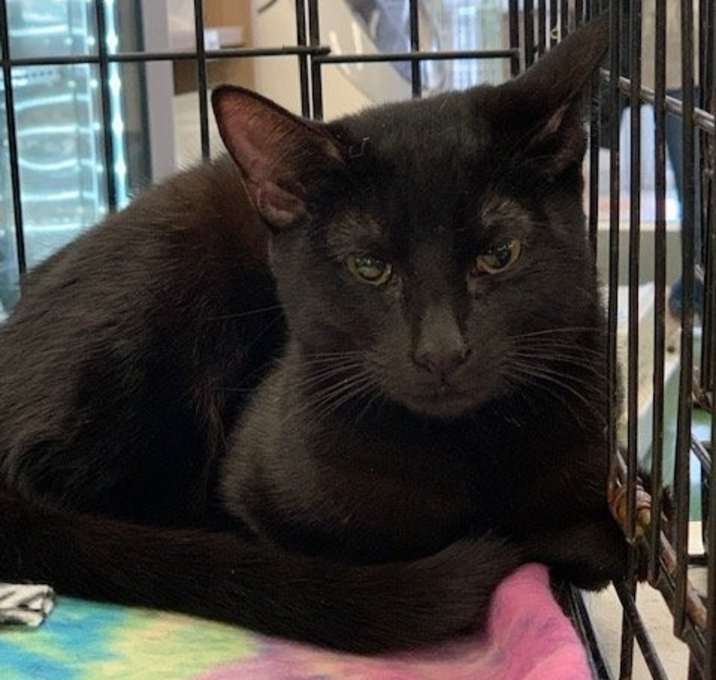 Photo of Boo