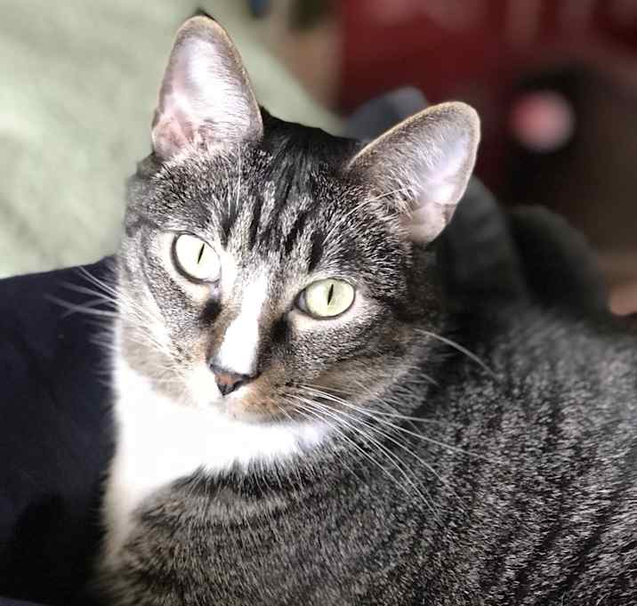 Photo of Dexter