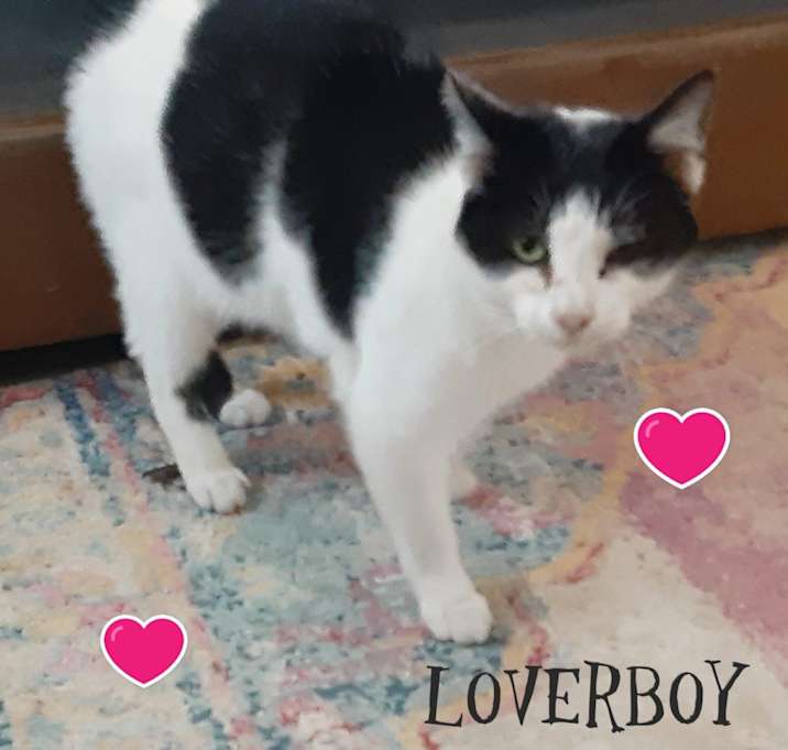 Photo of Loverboy