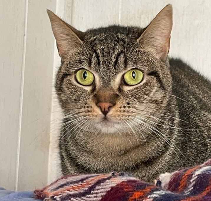Photo of Piper