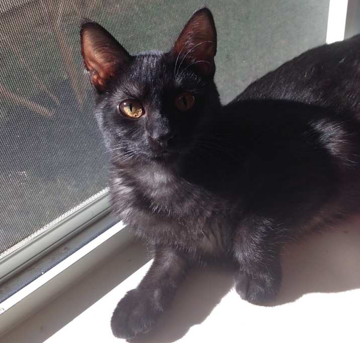 Photo of Gypsy