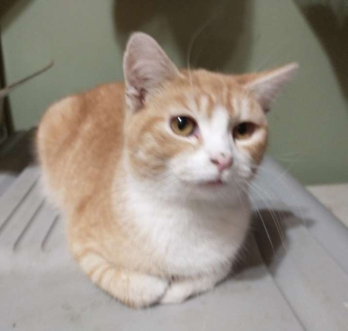 Photo of Creamsicle