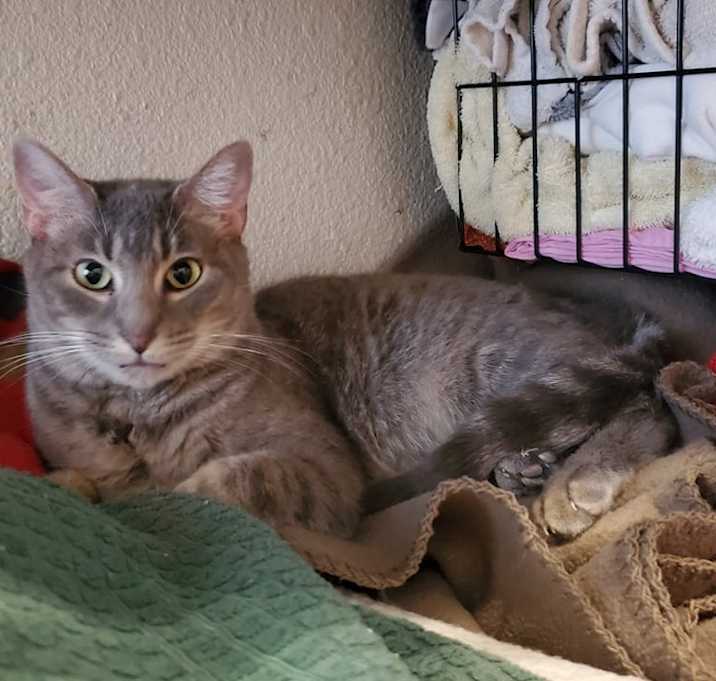 Photo of Pastrami