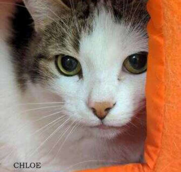 Photo of Chloe