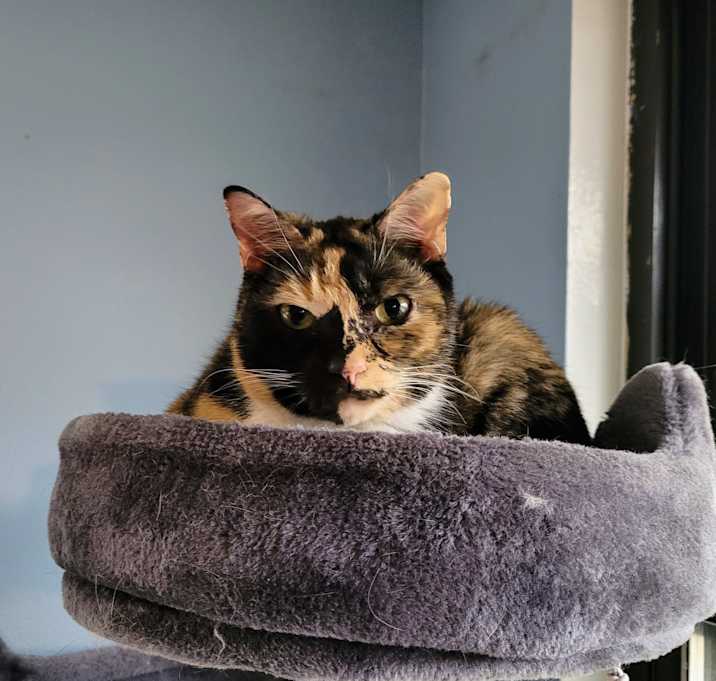 Photo of Rosie