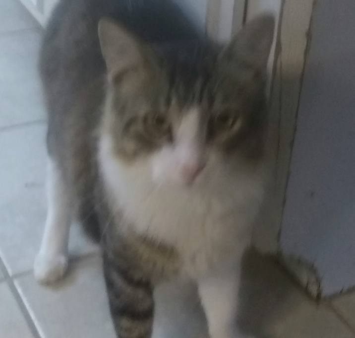 Photo of Toto