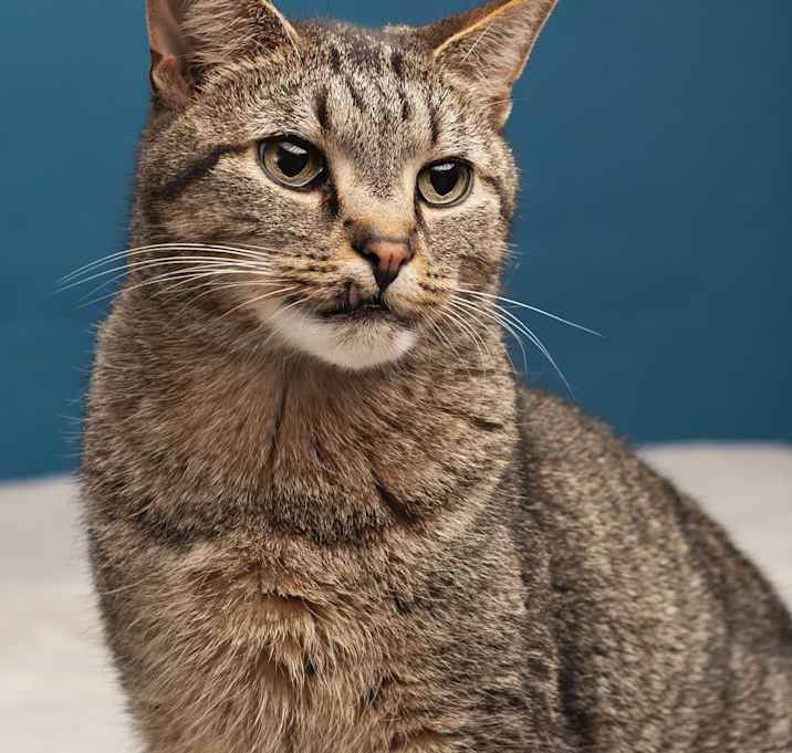 Photo of Gibson