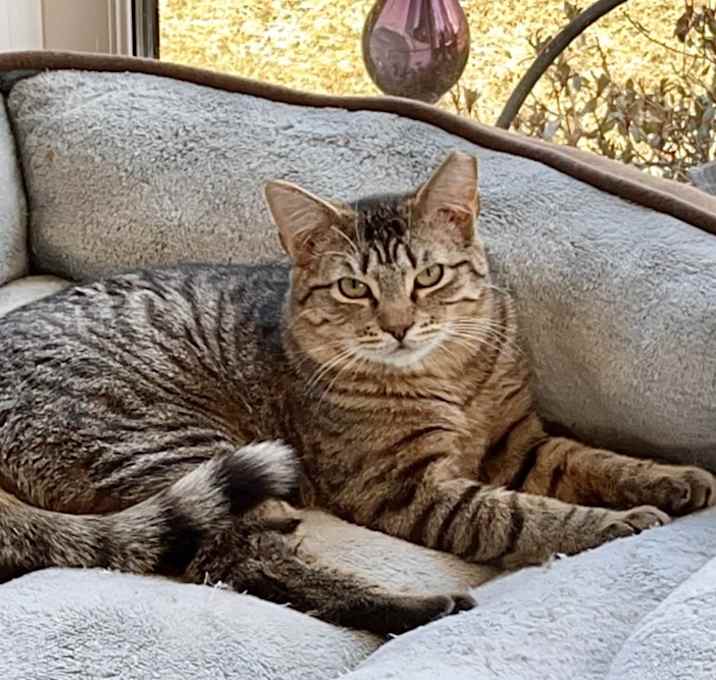 Photo of Mango