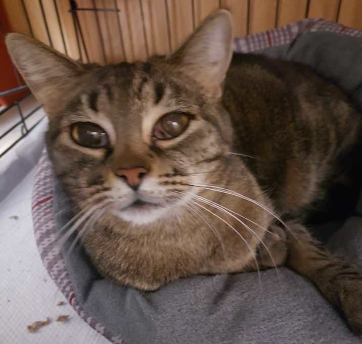Photo of Olive