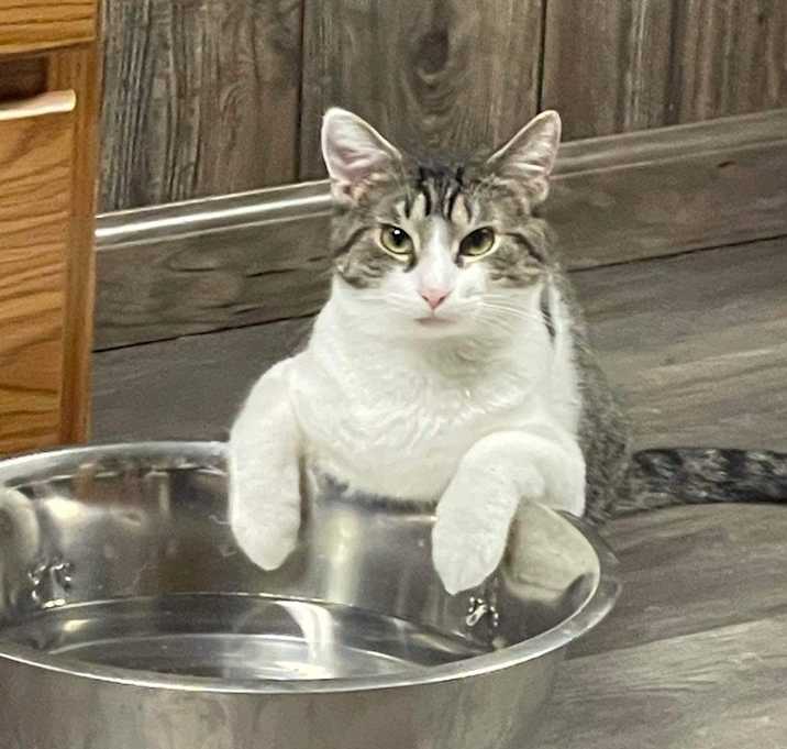 Photo of Stimpy