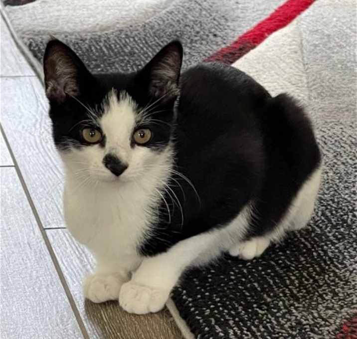 Photo of Spot