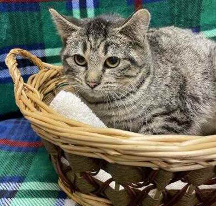 Photo of Chesney-FIV+