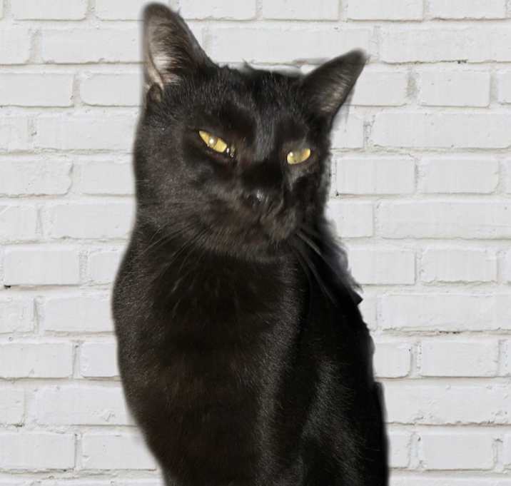 Photo of Salem