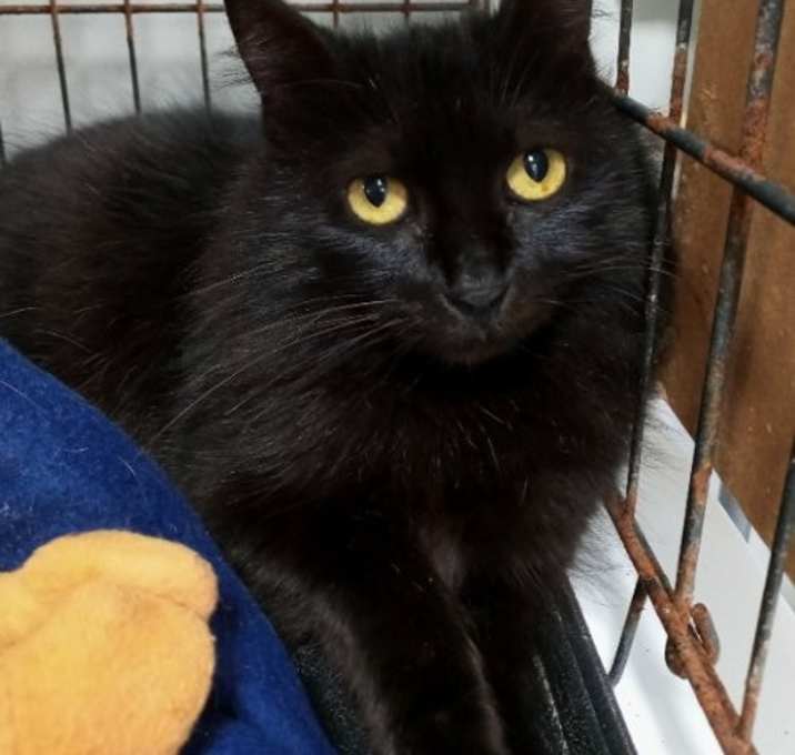 Photo of Noir