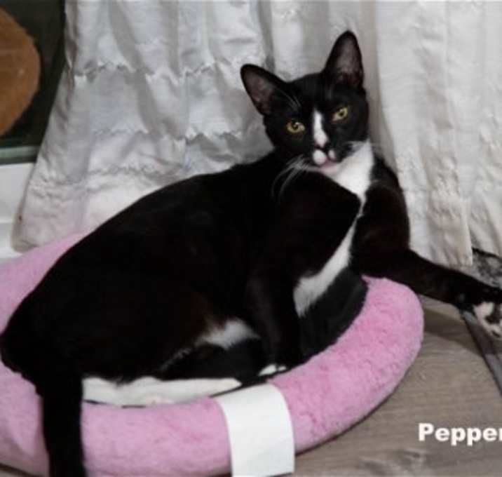 Photo of Pepper (Napa HM)