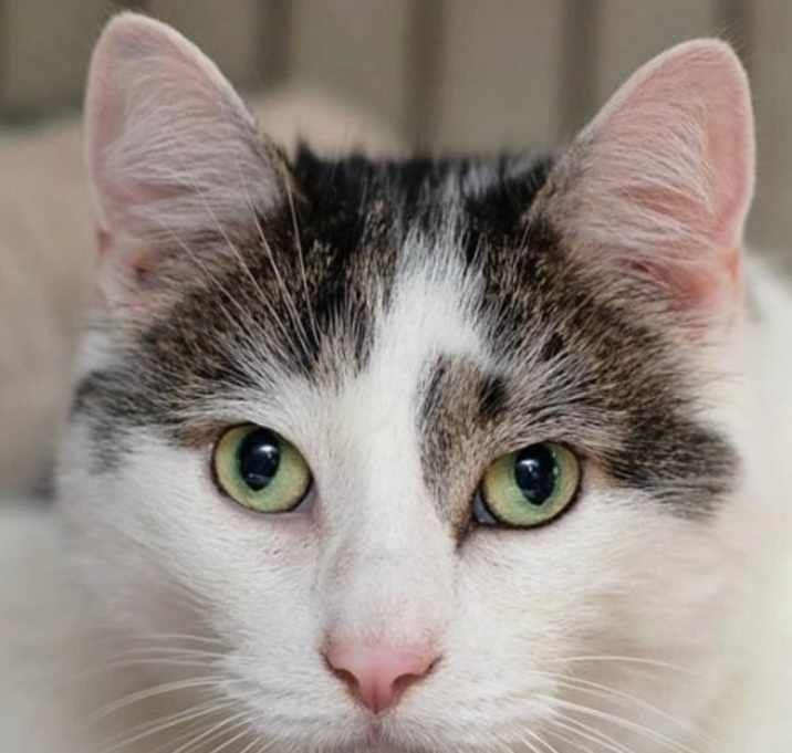 Photo of Kittles
