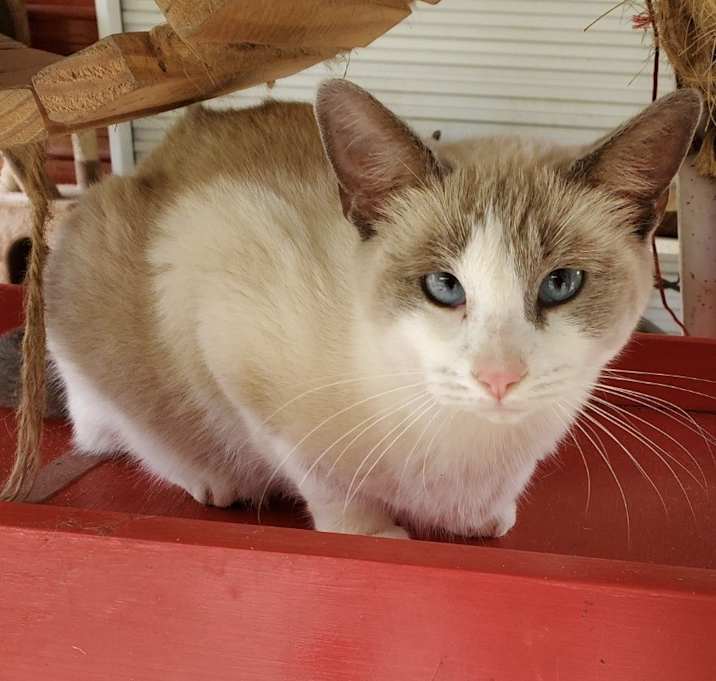 Photo of Dora