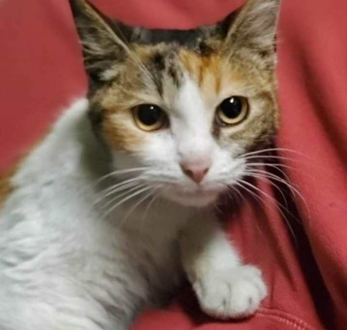 Photo of Mariposa