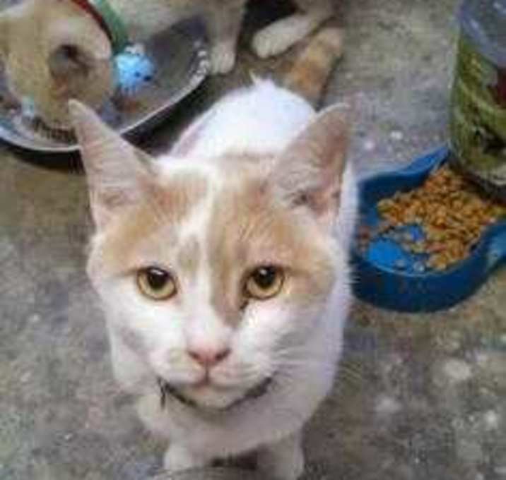 Photo of PatchesR