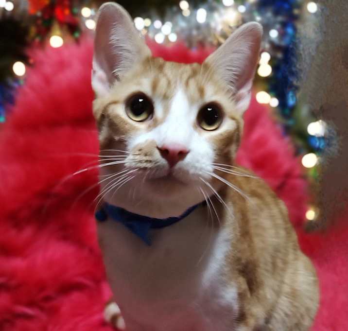 Photo of FINN